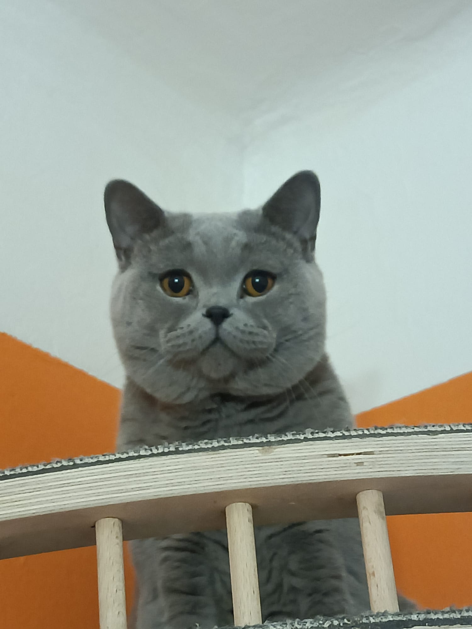 Elvis