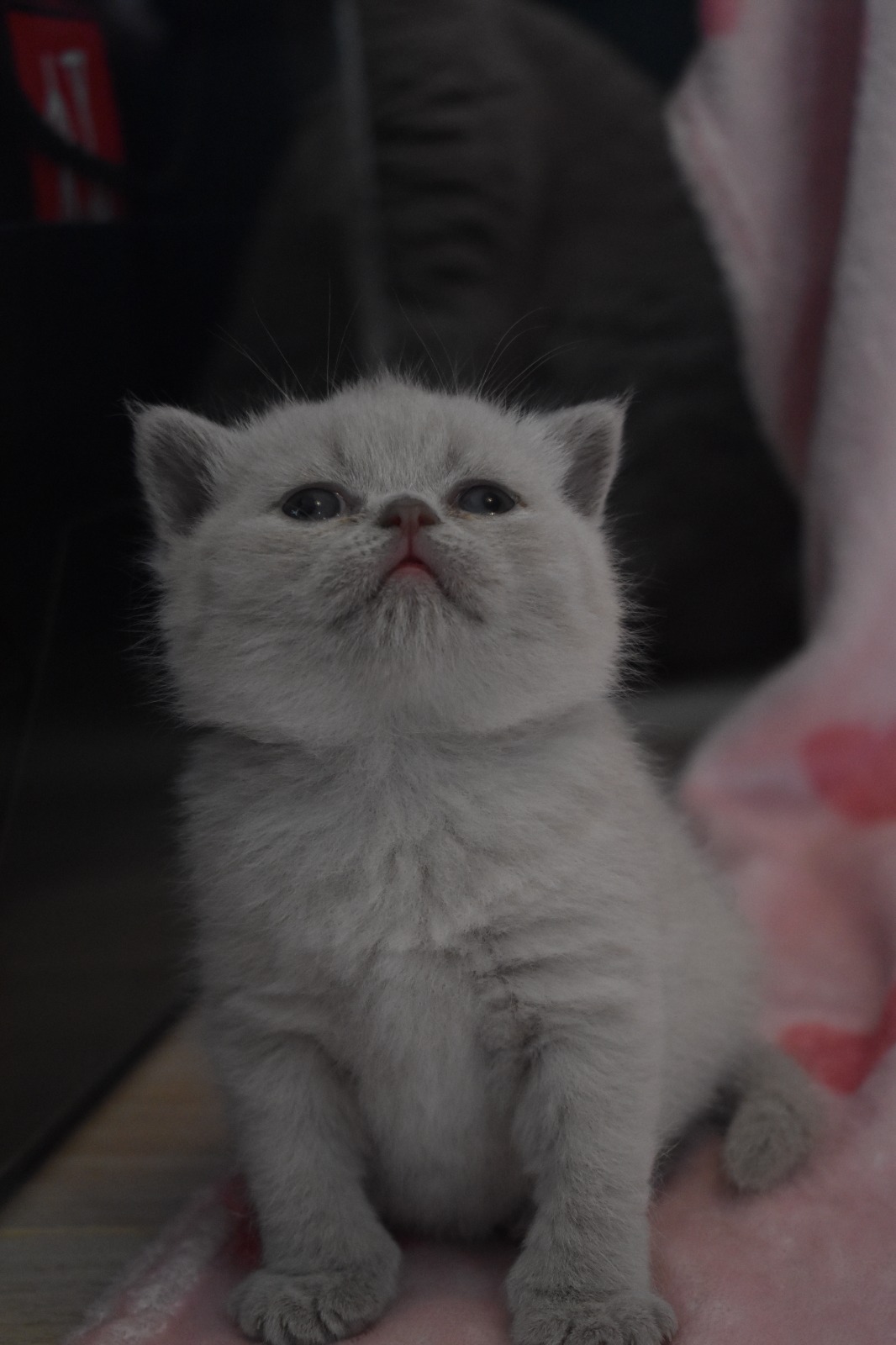 Freya
