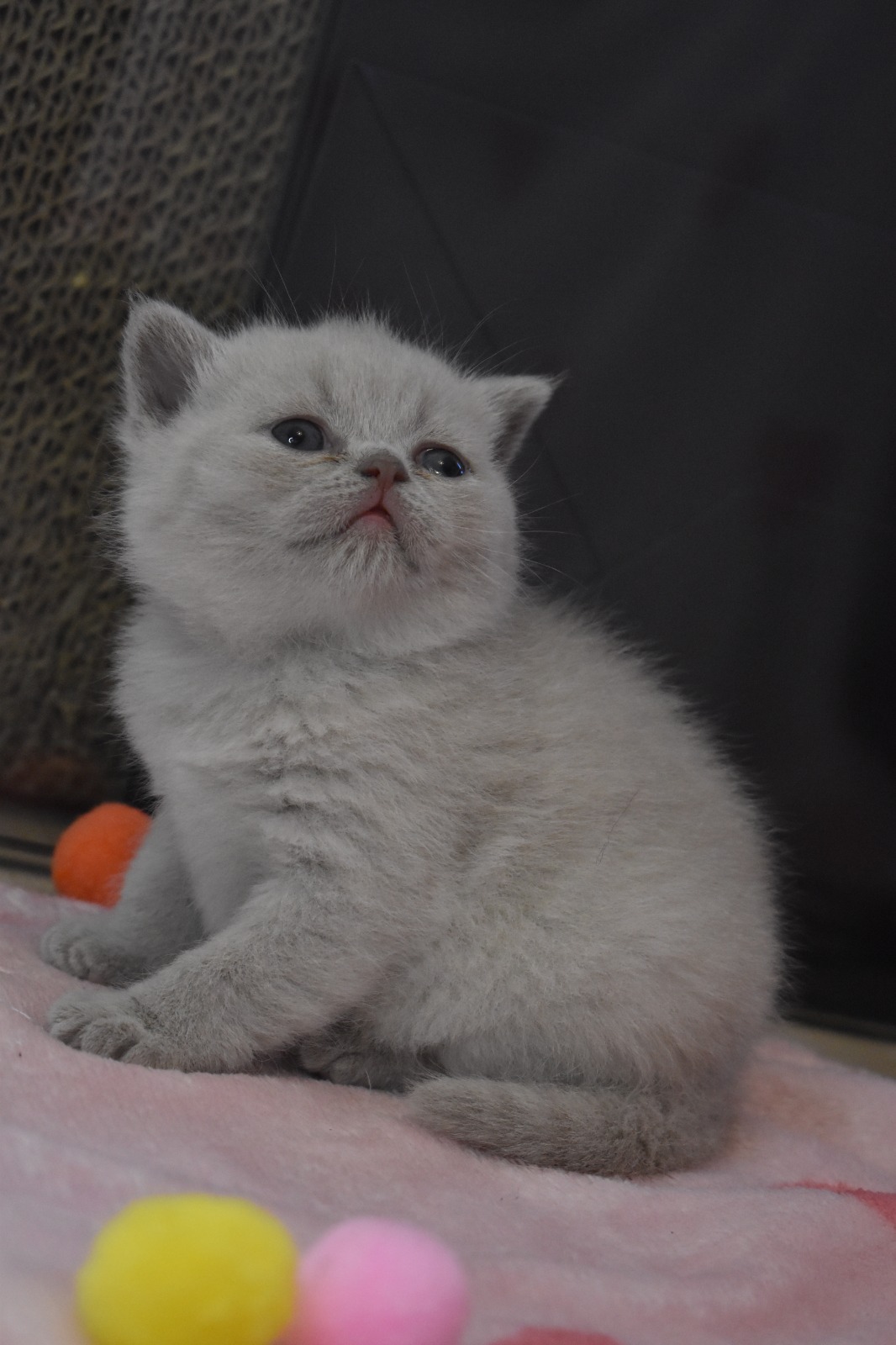 Freya