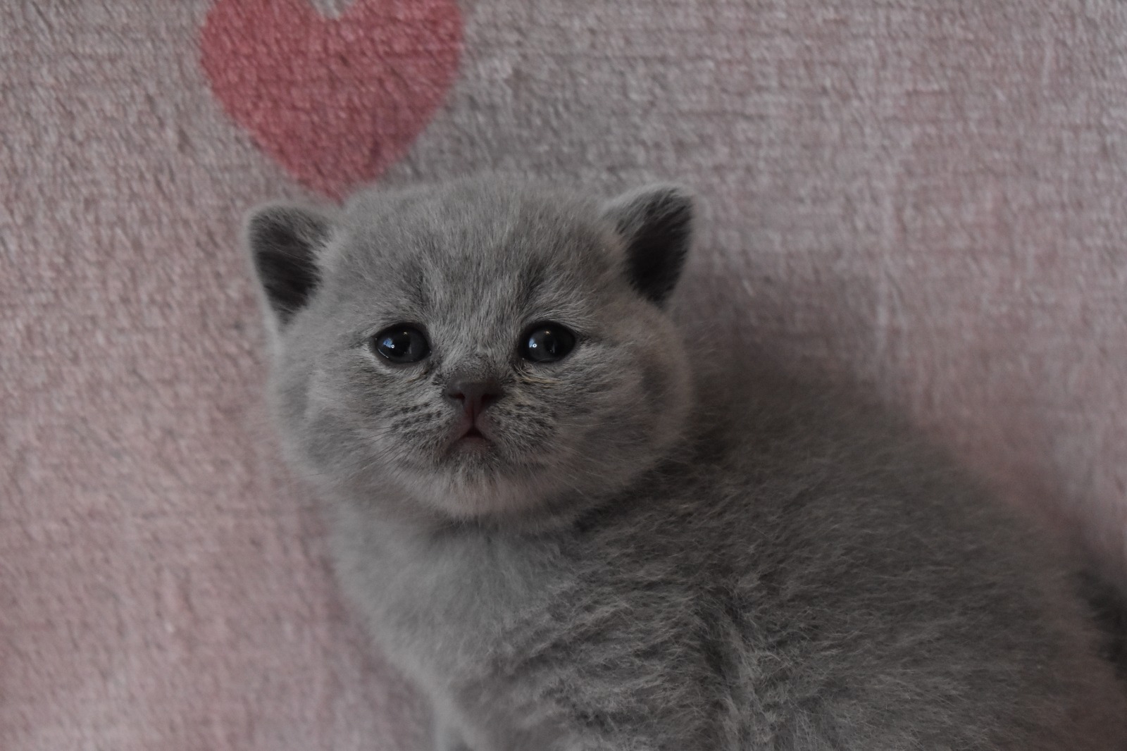 Frodo