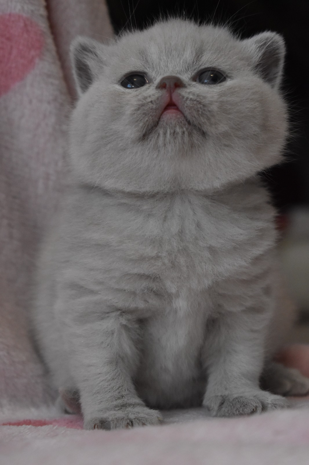 Frostine